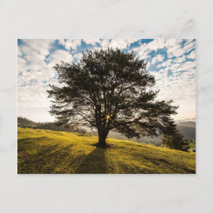 Carte Postale Arbre, aube. De beaux paysages naturels