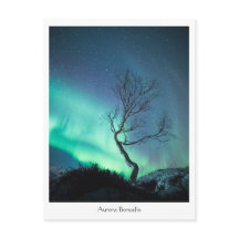 Arbre aurora boréal