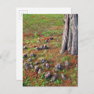 Carte Postale Arbre aux racines montrant la photographie de la n