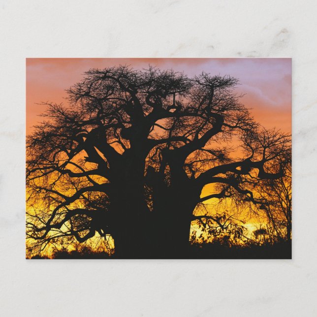 Carte Postale arbre baobab africain, Adansonia digitata, (Devant)