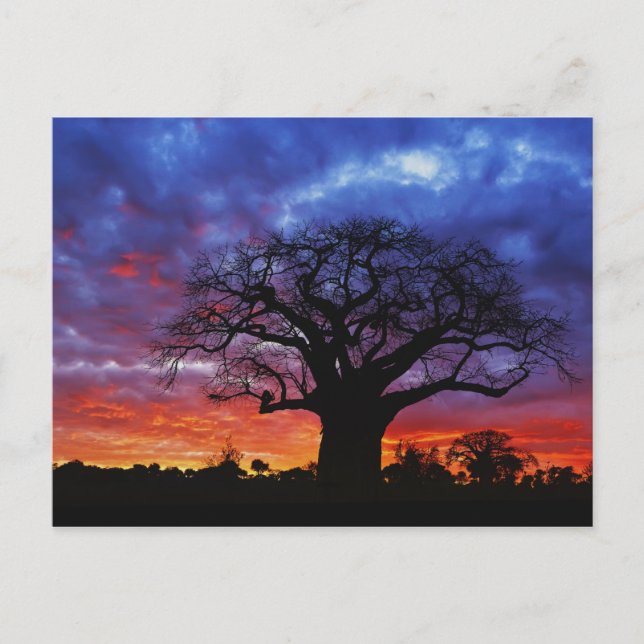 Carte Postale arbre baobab africain, Adansonia digitata, 2 (Devant)
