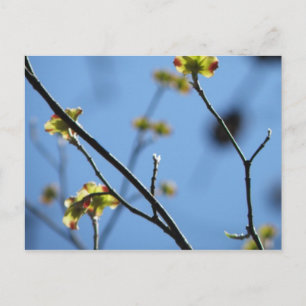 Carte postale Arbre Blossom