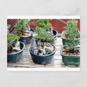 Carte Postale Arbre bonsaï