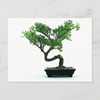 Carte Postale Arbre bonsaï