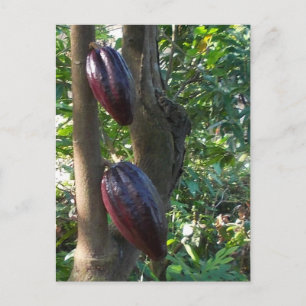 Carte postale Arbre Cacao