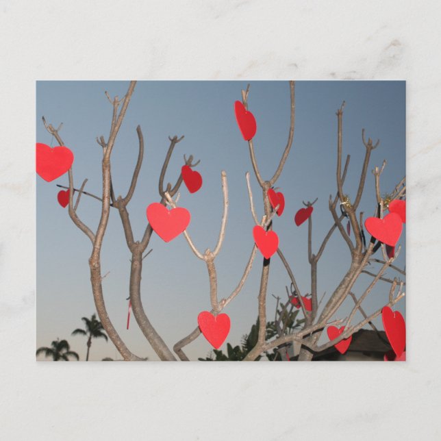 Carte Postale Arbre cardiaque (Devant)