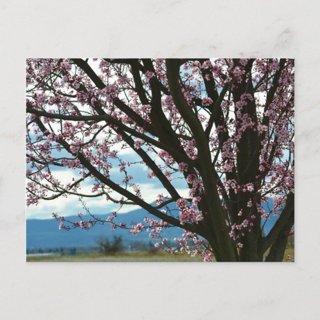 Carte Postale Arbre cerise en fleurs (Devant)
