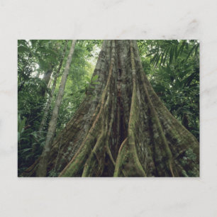 Carte Postale Arbre contreforté en forêt tropicale, Corcovado