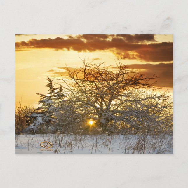Carte Postale Arbre coucher de soleil hiver Vermont (Devant)