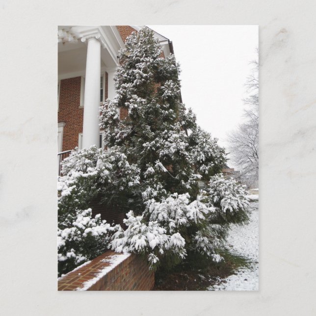 Carte Postale Arbre couvert de neige (Devant)