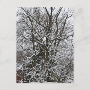 Carte Postale Arbre couvert de neige