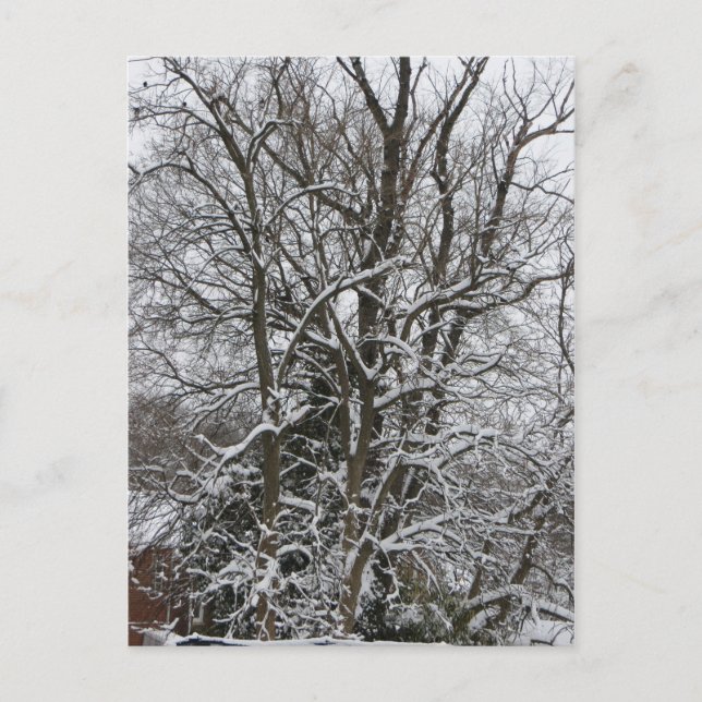 Carte Postale Arbre couvert de neige (Devant)