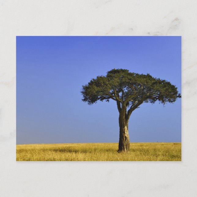 Carte Postale Arbre d'acacia isolé dans les plaines herbeuses, M (Devant)