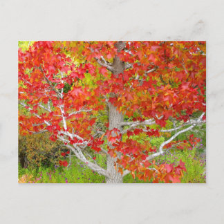 Carte Postale Arbre d'ambre liquide d'automne