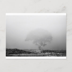 Carte Postale Arbre dans le brouillard