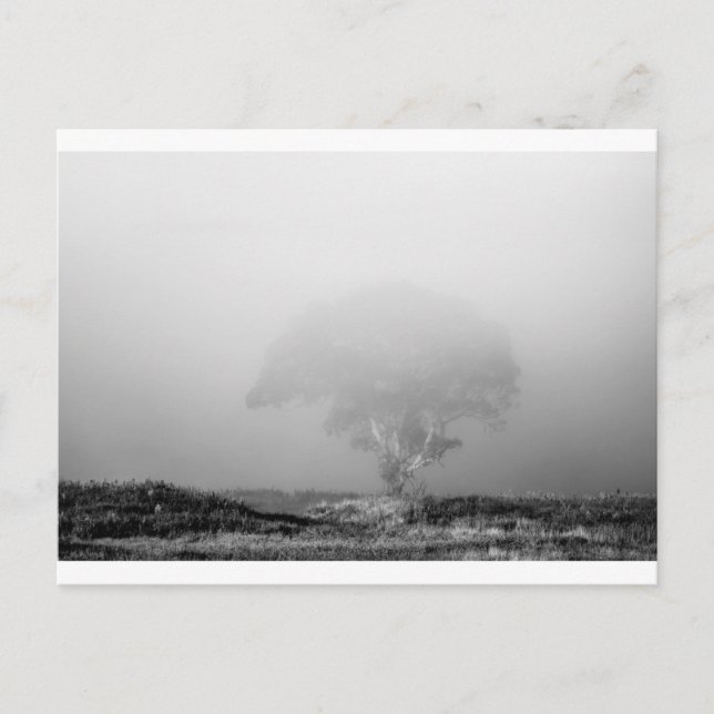 Carte Postale Arbre dans le brouillard (Devant)
