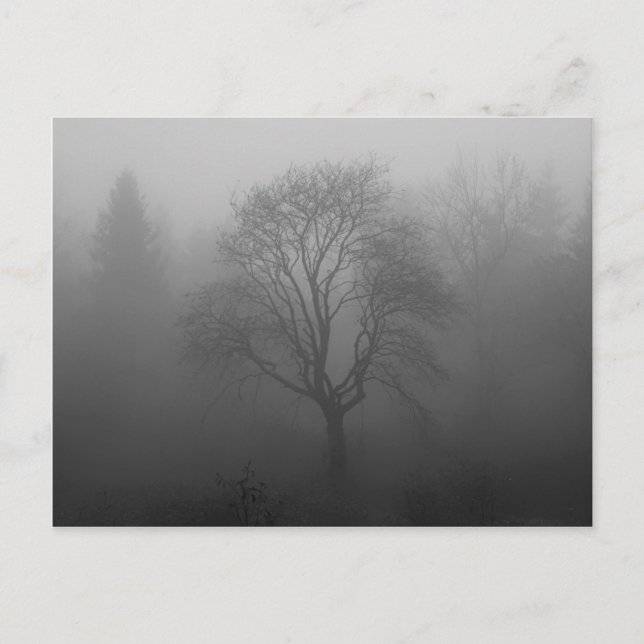 Carte Postale Arbre dans le brouillard (Devant)