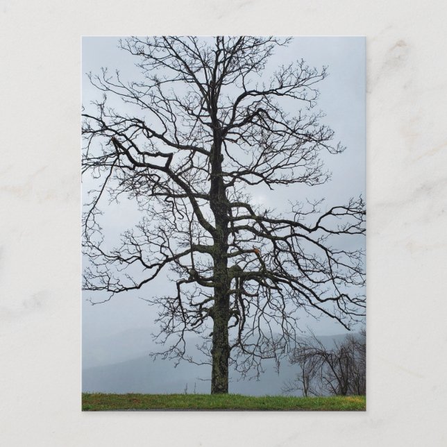 Carte Postale Arbre dans le brouillard sur la promenade Blue Rid (Devant)