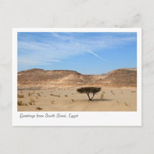 Carte Postale Arbre dans le désert, Sud Sinaï, Egypte