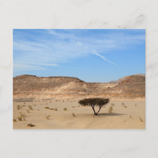 Carte Postale Arbre dans le désert, Sud Sinaï, Egypte