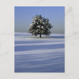 Carte Postale Arbre dans le paysage couvert de neige