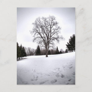 Carte Postale Arbre dans le paysage début du printemps neige