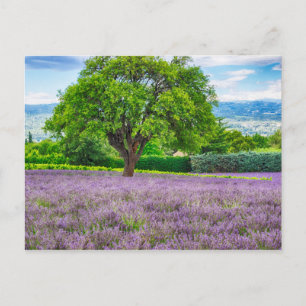 Carte Postale Arbre dans un champ de lavande, France