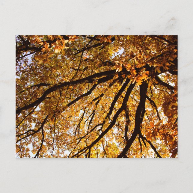 Carte Postale Arbre d'automne (Devant)