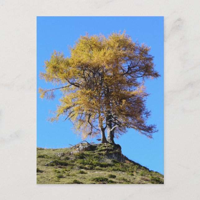 Carte Postale Arbre d'automne (Devant)