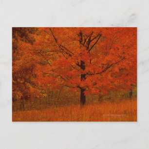 Carte Postale Arbre d'automne au feuillage rouge