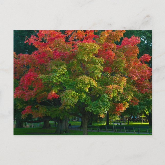 Carte Postale Arbre d'automne dans le jardin public de Boston (Devant)