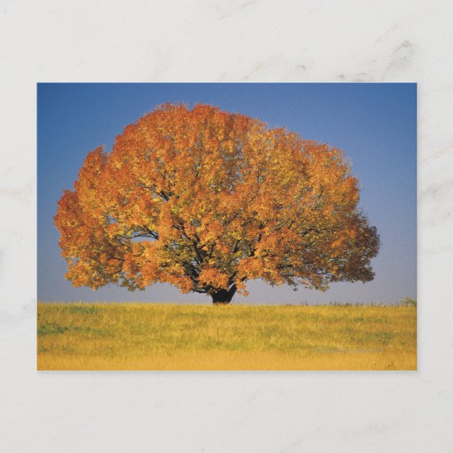 Carte Postale Arbre d'automne dans un vaste champ (Devant)
