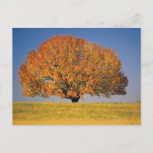 Carte Postale Arbre d'automne dans un vaste champ