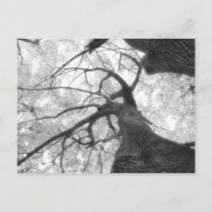 Carte Postale Arbre d'automne en noir et blanc