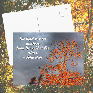 Carte Postale Arbre d'automne Lumière dorée Citation de John Mui