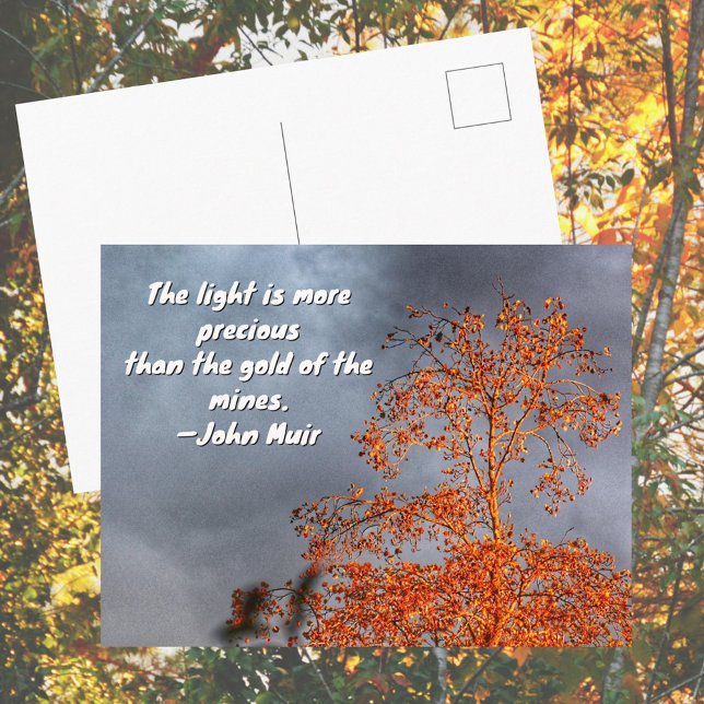 Carte Postale Arbre d'automne Lumière dorée Citation de John Mui (Créateur téléchargé)