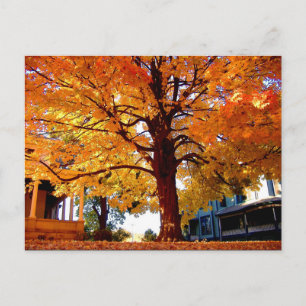 Carte Postale Arbre d'automne photo Mark Edward Westerfield