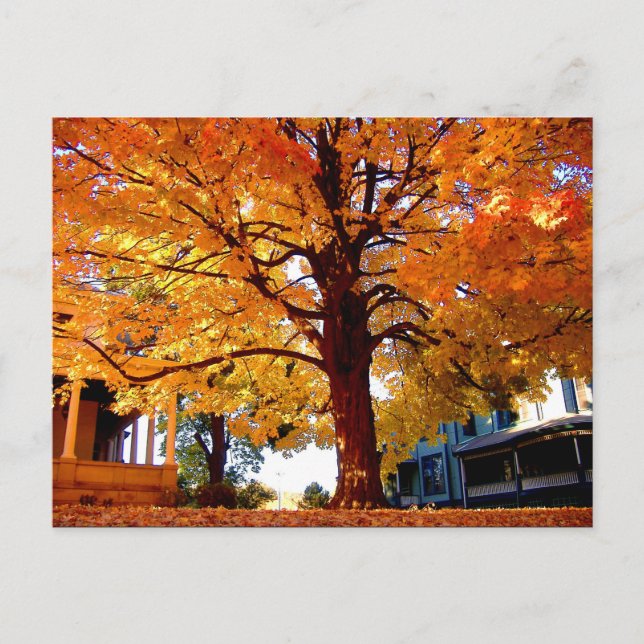 Carte Postale Arbre d'automne photo Mark Edward Westerfield (Devant)