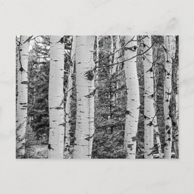 Carte Postale Arbre de bouleau dans les bois (Devant)