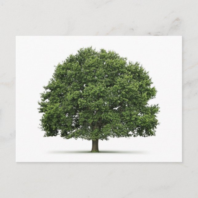 Carte Postale Arbre de chêne (Devant)