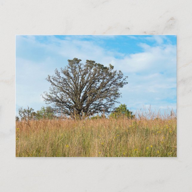 Carte Postale Arbre de chêne et prairie d'herbe haute (Devant)