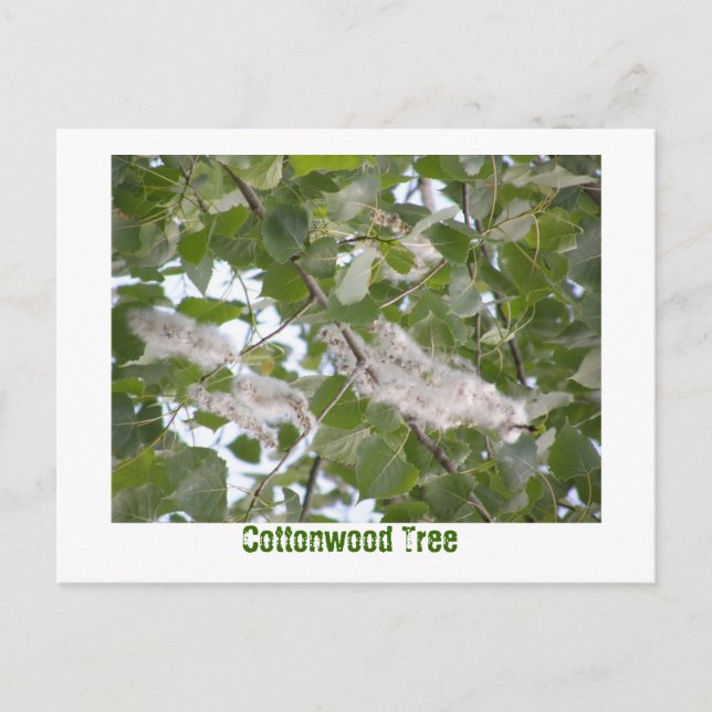 Carte Postale Arbre de Cottonwood (Devant)