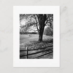 Carte Postale Arbre de Culver