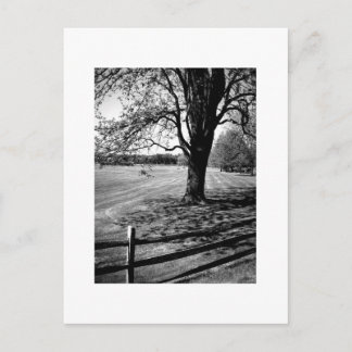 Carte Postale Arbre de Culver