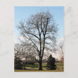 Carte Postale Arbre de gomme doux