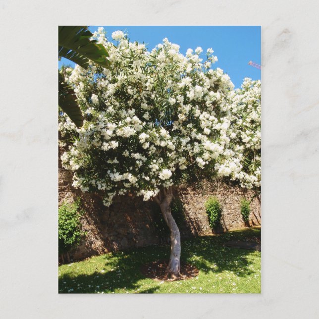 Carte Postale Arbre De Jasmin En Fleur (Devant)