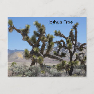 Carte Postale Arbre de Joshua en Californie