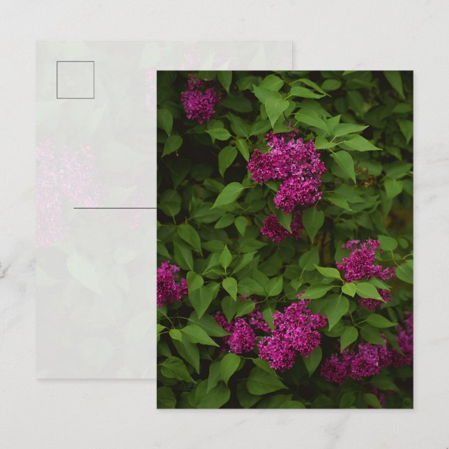 Carte Postale Arbre de lilas violet foncé, Salutation (Devant / Derrière)