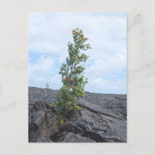 Carte Postale Arbre de l'Ohia à fleurs rouges qui pousse dans le