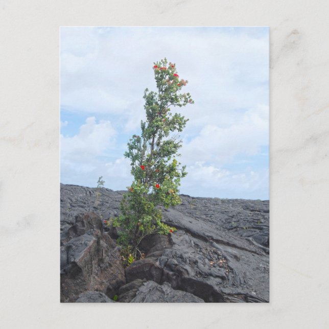 Carte Postale Arbre de l'Ohia à fleurs rouges qui pousse dans le (Devant)